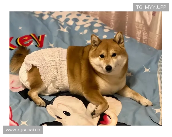 拉菲尼亚家的狗吃的都比我好